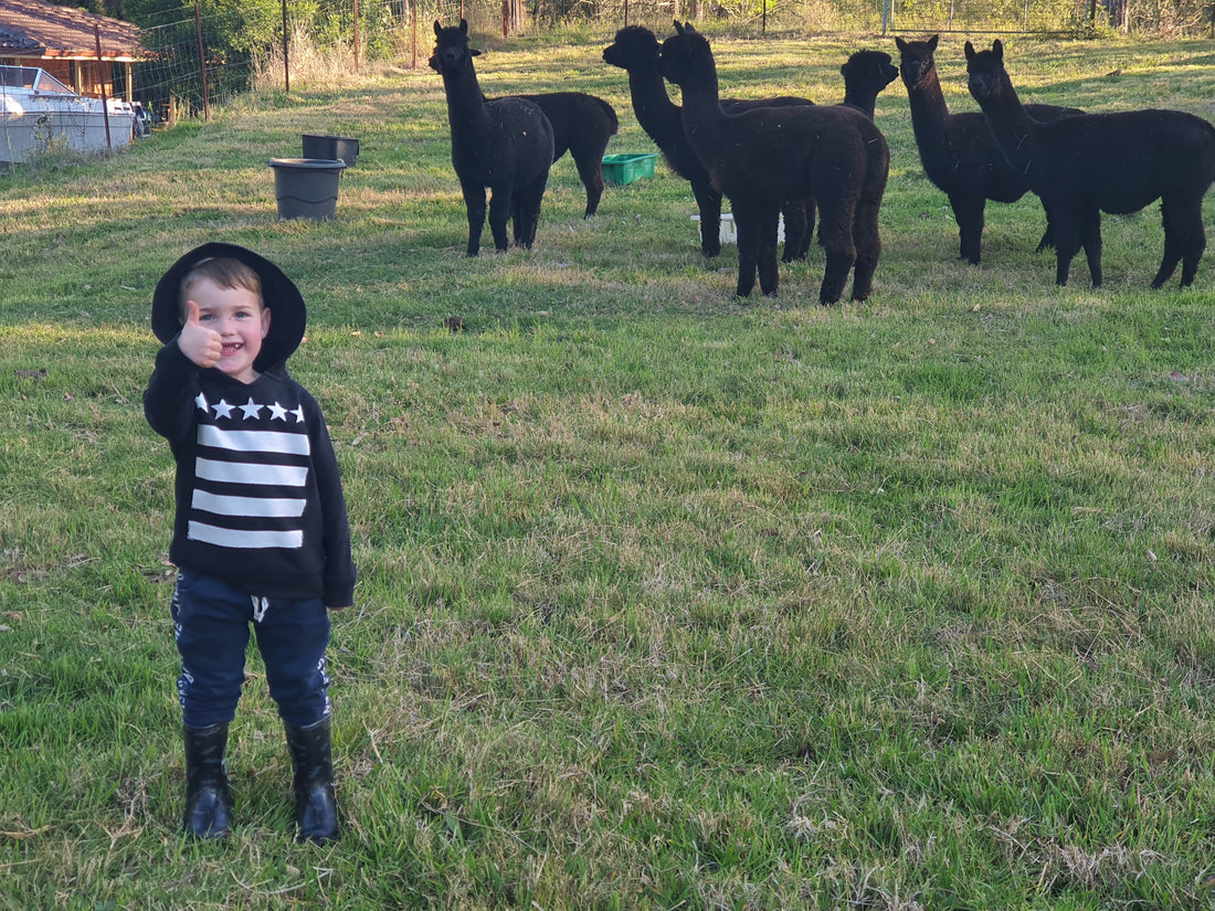 How to Breed Black Alpacas for Better Fibre