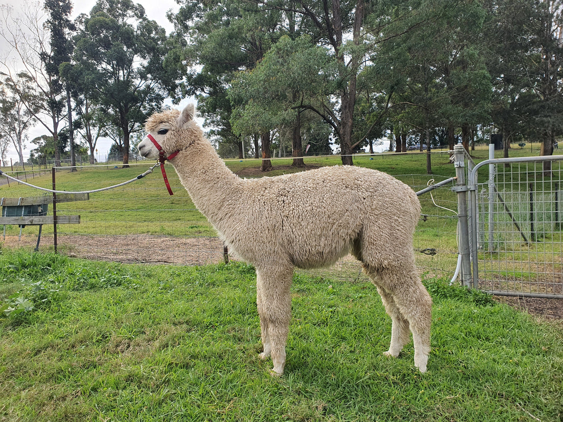 A white alpaca in the paddock at Mulgoa, the colour whose fleece takes dye most predictably.