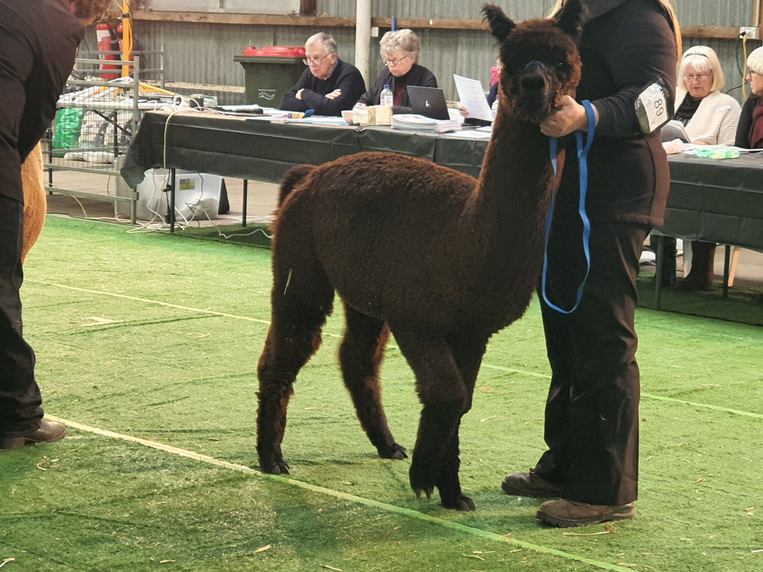 Atikanaeila Simba – Award Winning Stud Male Alpaca