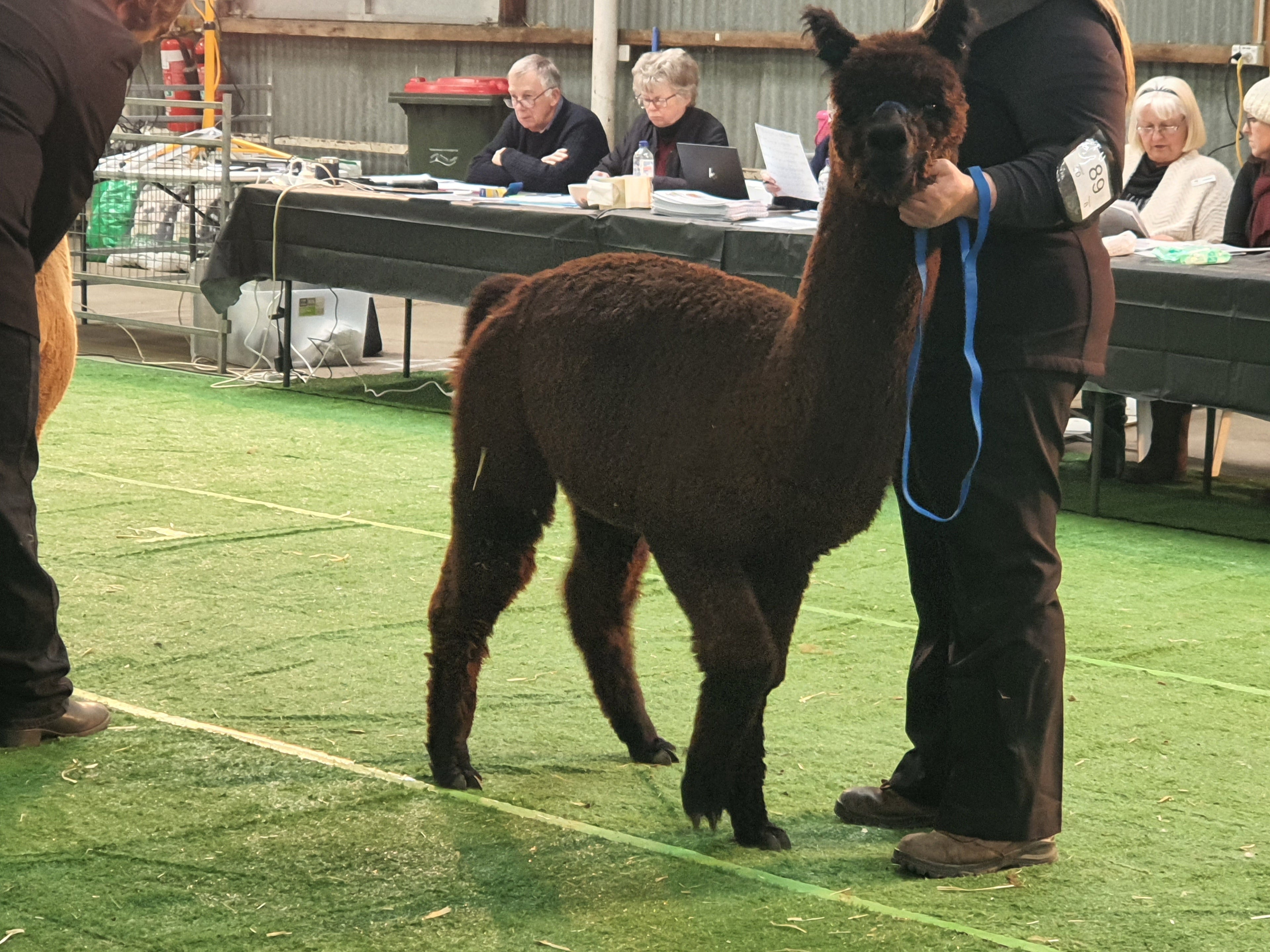 Atikanaeila Simba – Award Winning Stud Male Alpaca