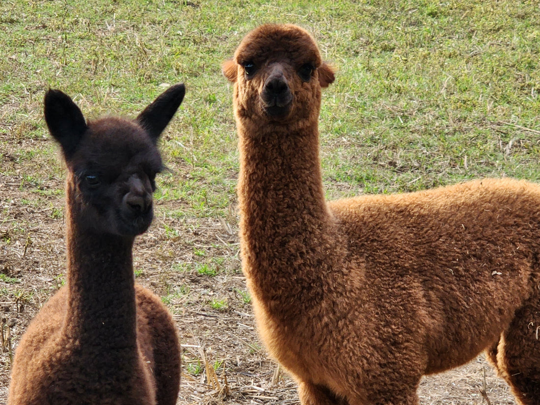 From Our Mulgoa Farm to Your Feet