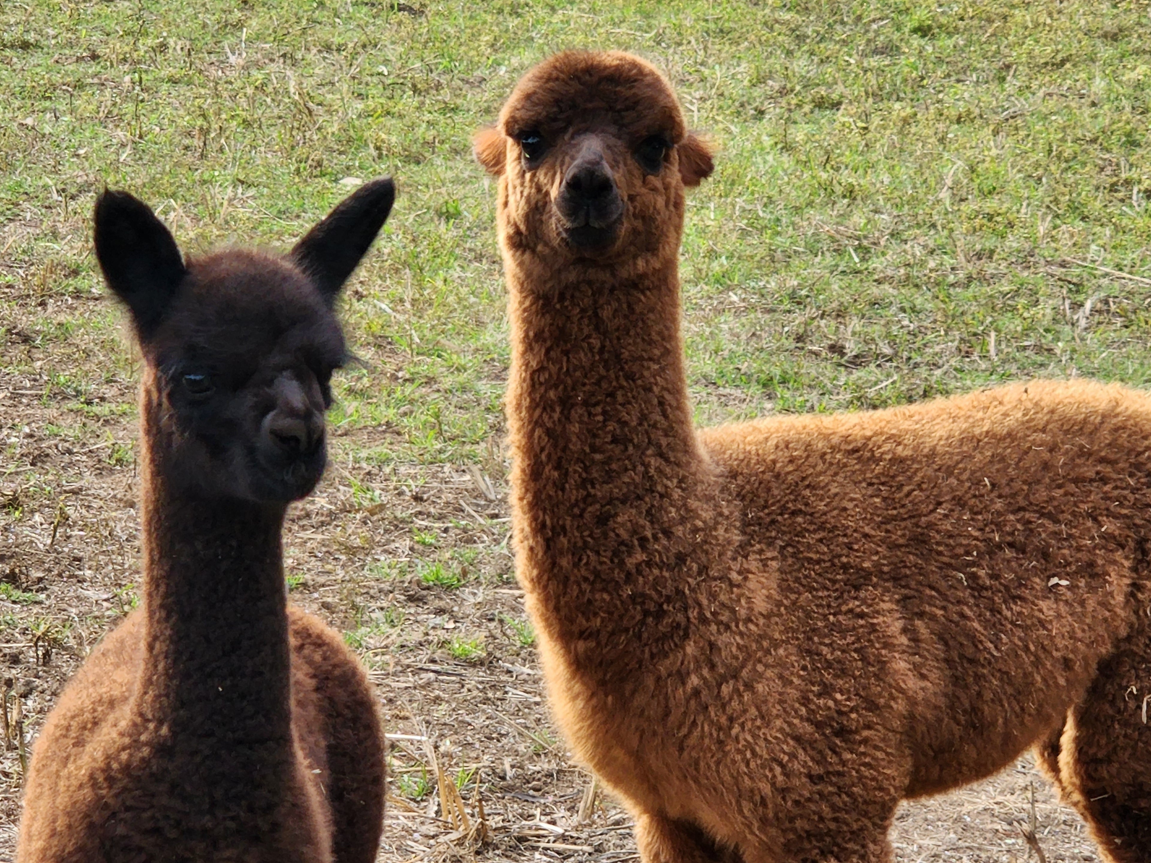 From Our Mulgoa Farm to Your Feet