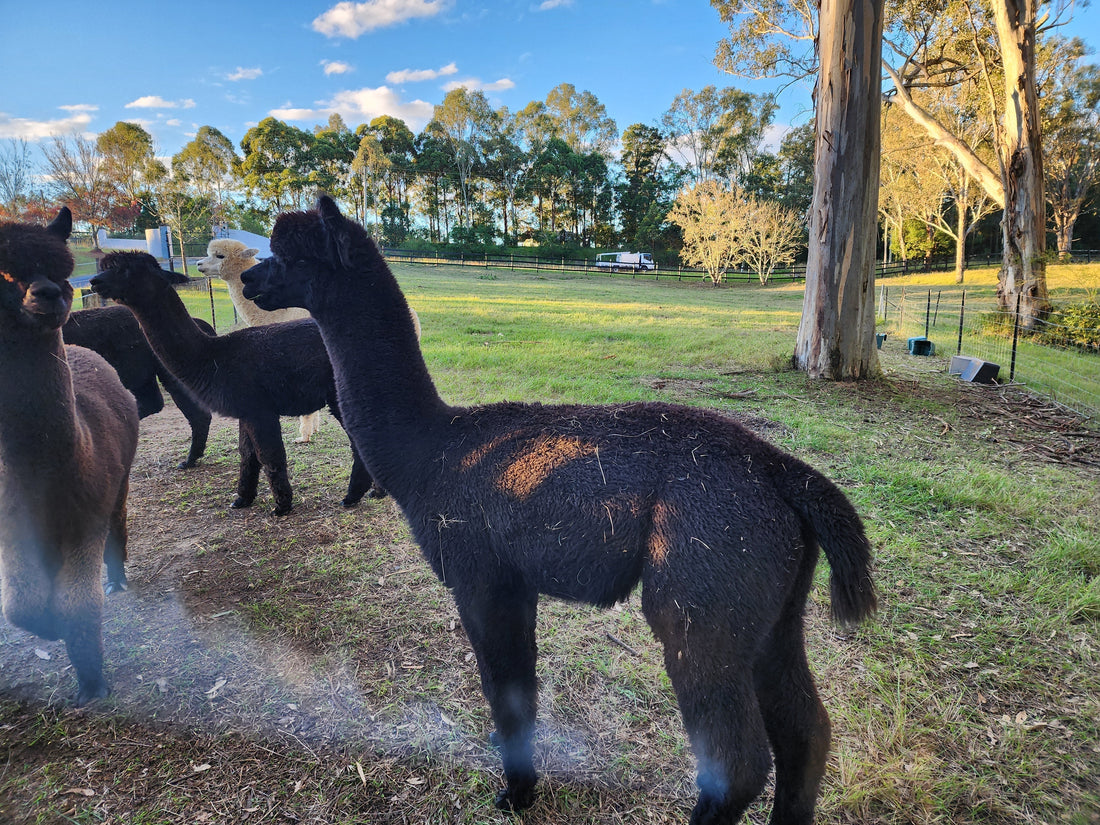 Mojo – Wether Alpaca for Sale