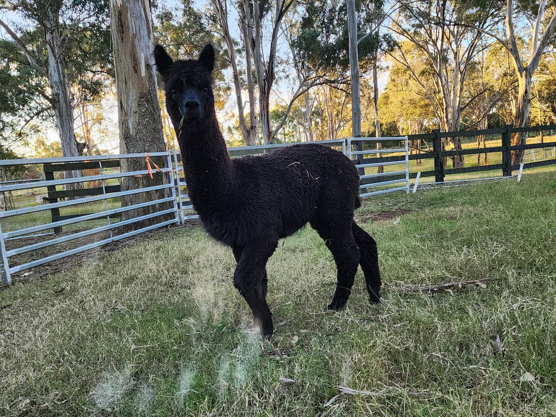 Frankie – Companion Alpaca for Sale
