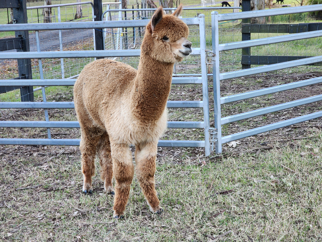Reggie – Friendly Wether Alpaca for Sale