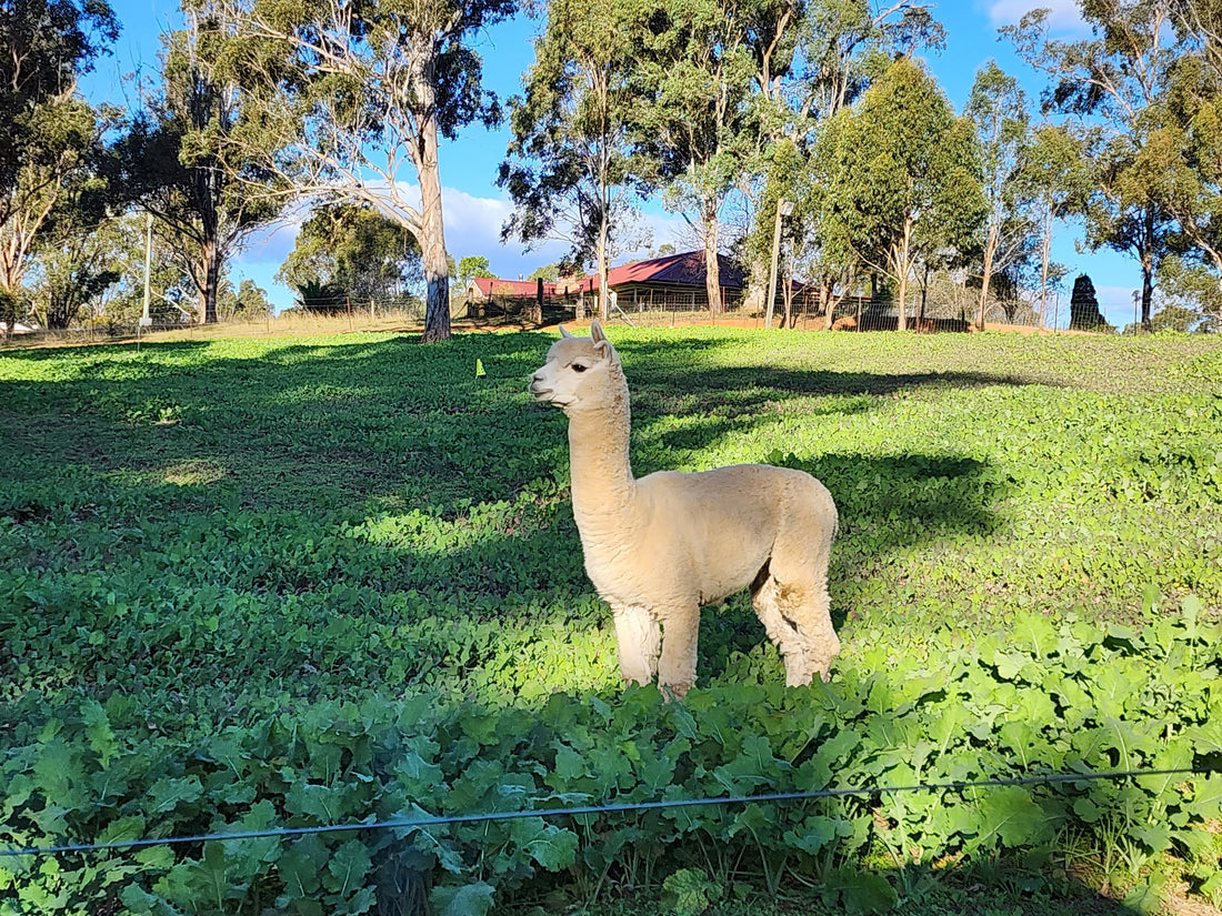 Sunshine Optimus – Light Fawn Stud Male Alpaca