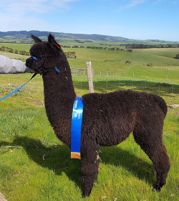 Choosing Breeding Stock - Alpacas for Sale