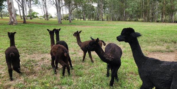 From Our Mulgoa Farm to Your Feet