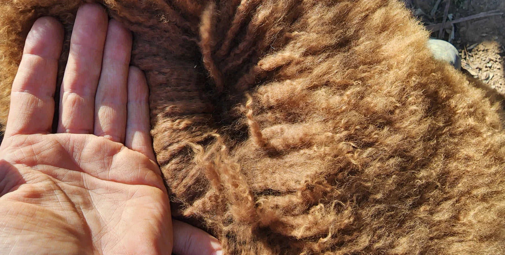 Alpaca Fibre vs Sheep Wool (Australia Comparison)