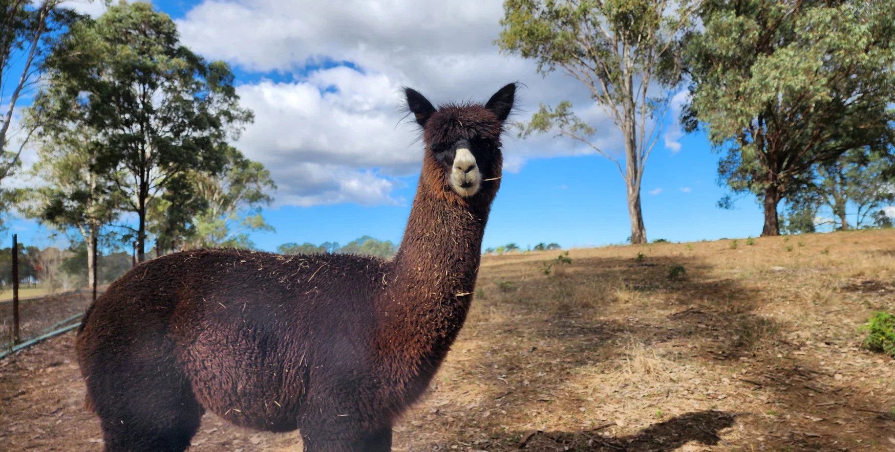 How to Start an Alpaca Farm in Australia (Beginner Guide)