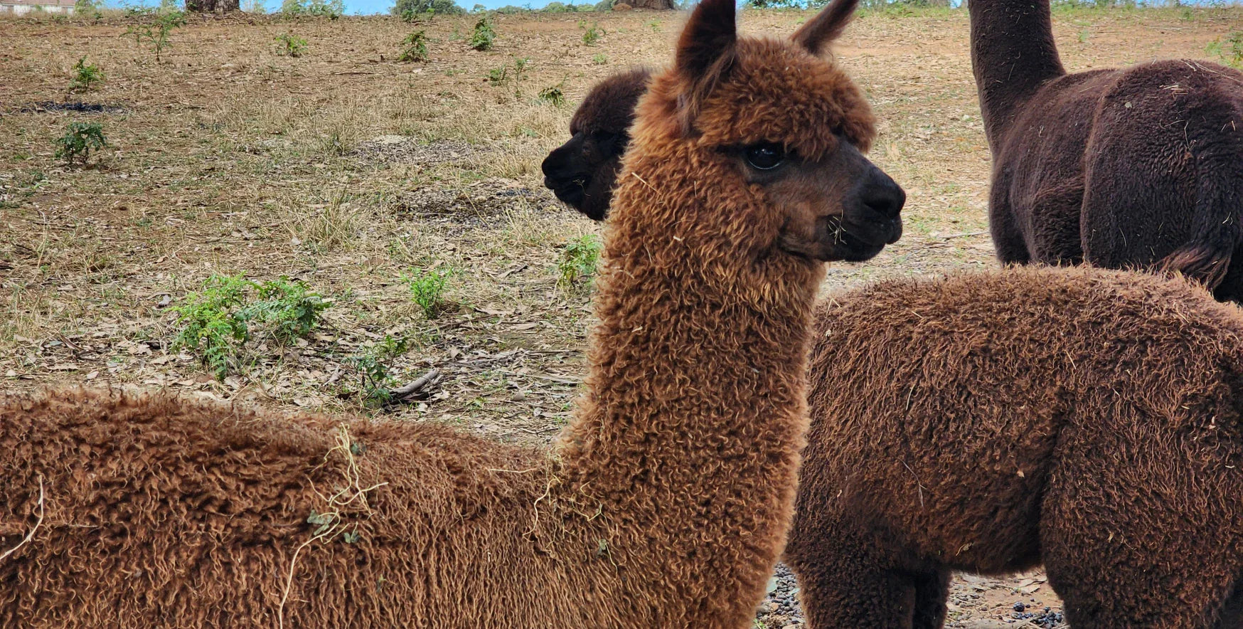 How Much Does It Cost to Own Alpacas in Australia? (2026 Guide)