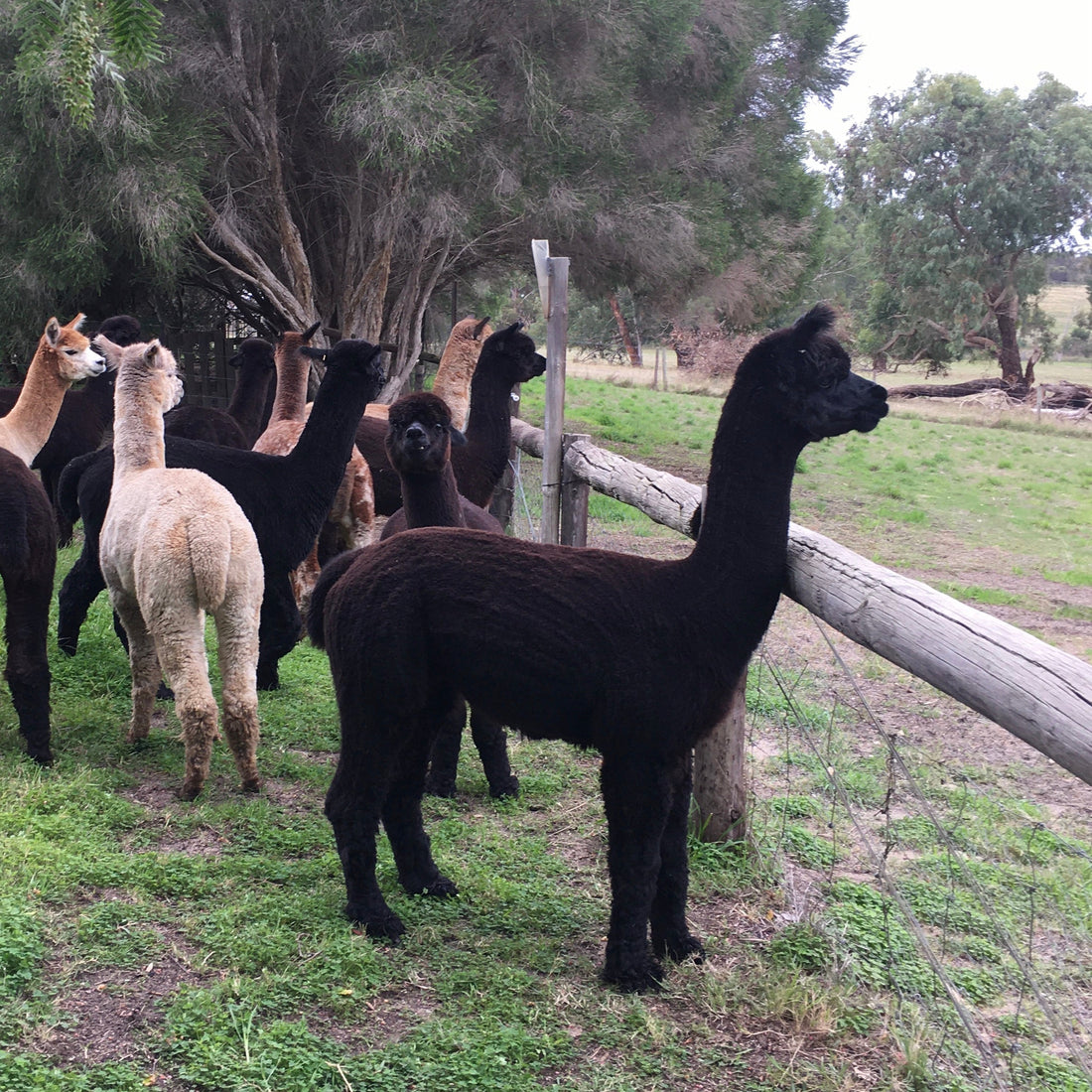 Baringhup The Wizard – Proven Stud Male Alpaca