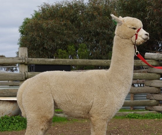 Yaringa Prince Nari ET