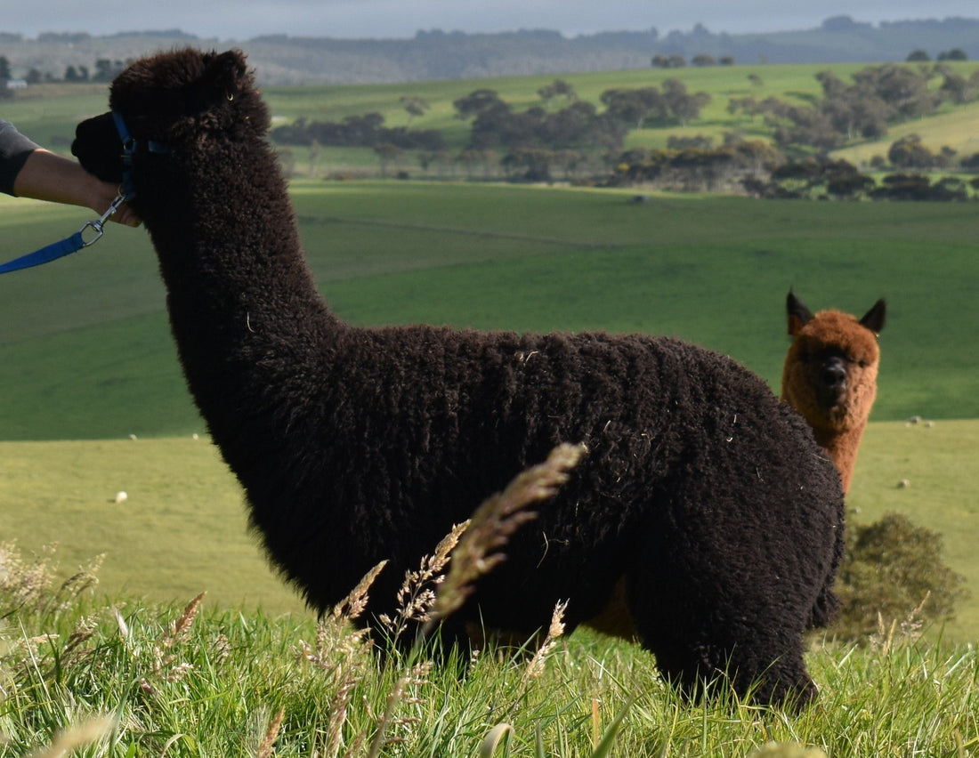 Yaringa Wazir – Black Stud Male Alpaca