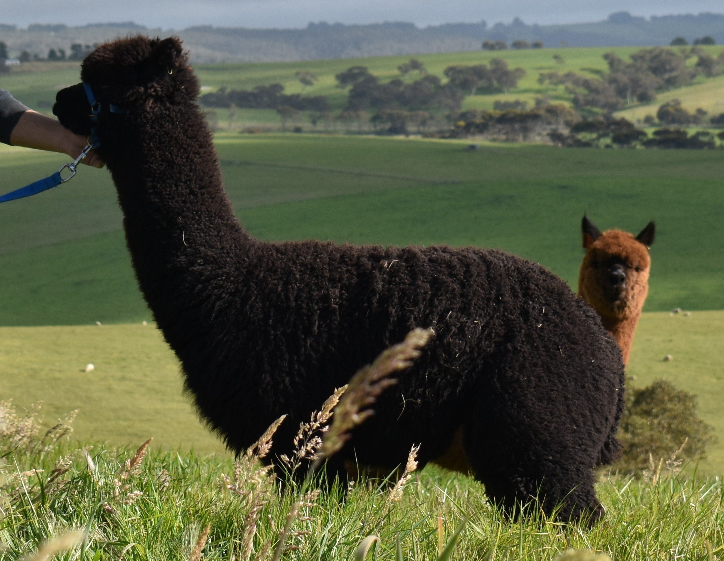 Yaringa Wazir – Black Stud Male Alpaca