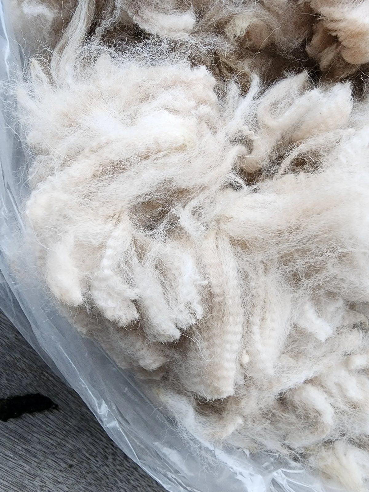 Close-up of raw alpaca fleece before washing, grown on our own herd at Mulgoa in western Sydney.