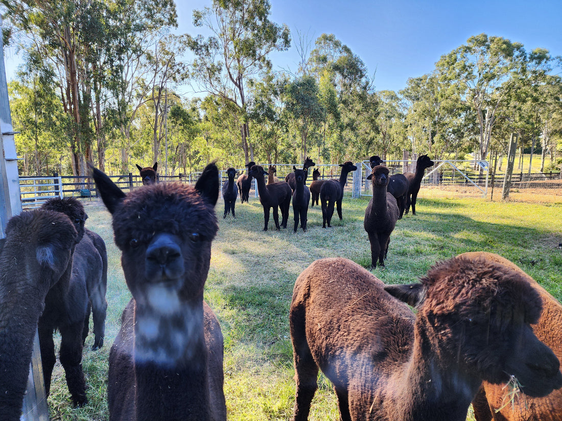 The Black Regal Alpacas herd at Mulgoa, about an hour west of Sydney.