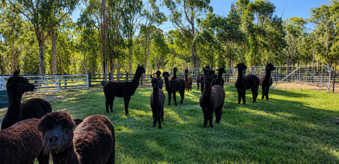 Our alpaca herd grazing pasture at Mulgoa in western Sydney.