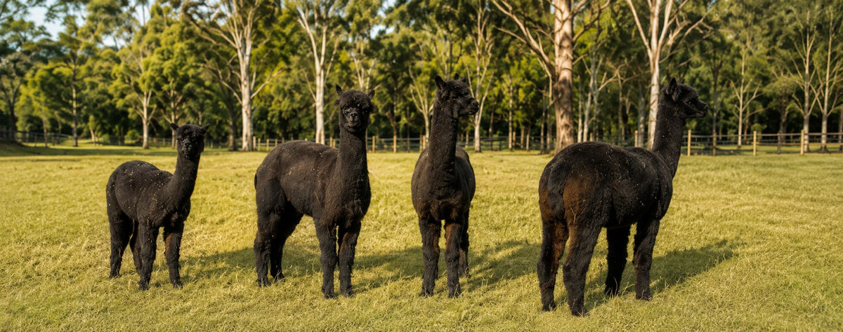 Four black alpacas standing alert in the paddock at Mulgoa, western Sydney.