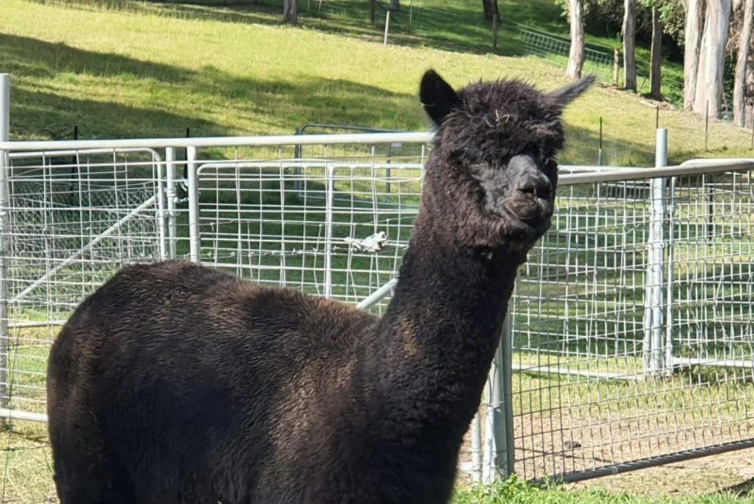 Why Alpaca Wool Is Considered One of the World's Most Luxurious Natural Fibres