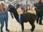 Ellen's Fleece