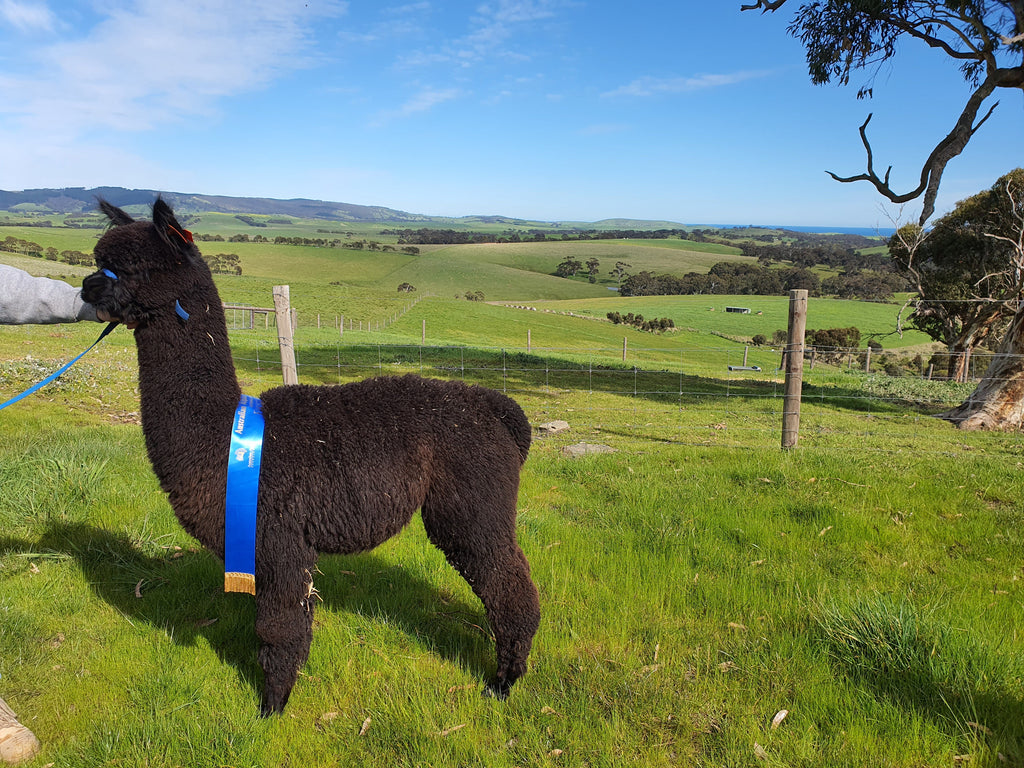 Raw black alpaca fleece from our herd at Mulgoa, skirted and ready for a hand spinner.