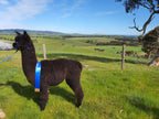Raw black alpaca fleece from our herd at Mulgoa, skirted and ready for a hand spinner.