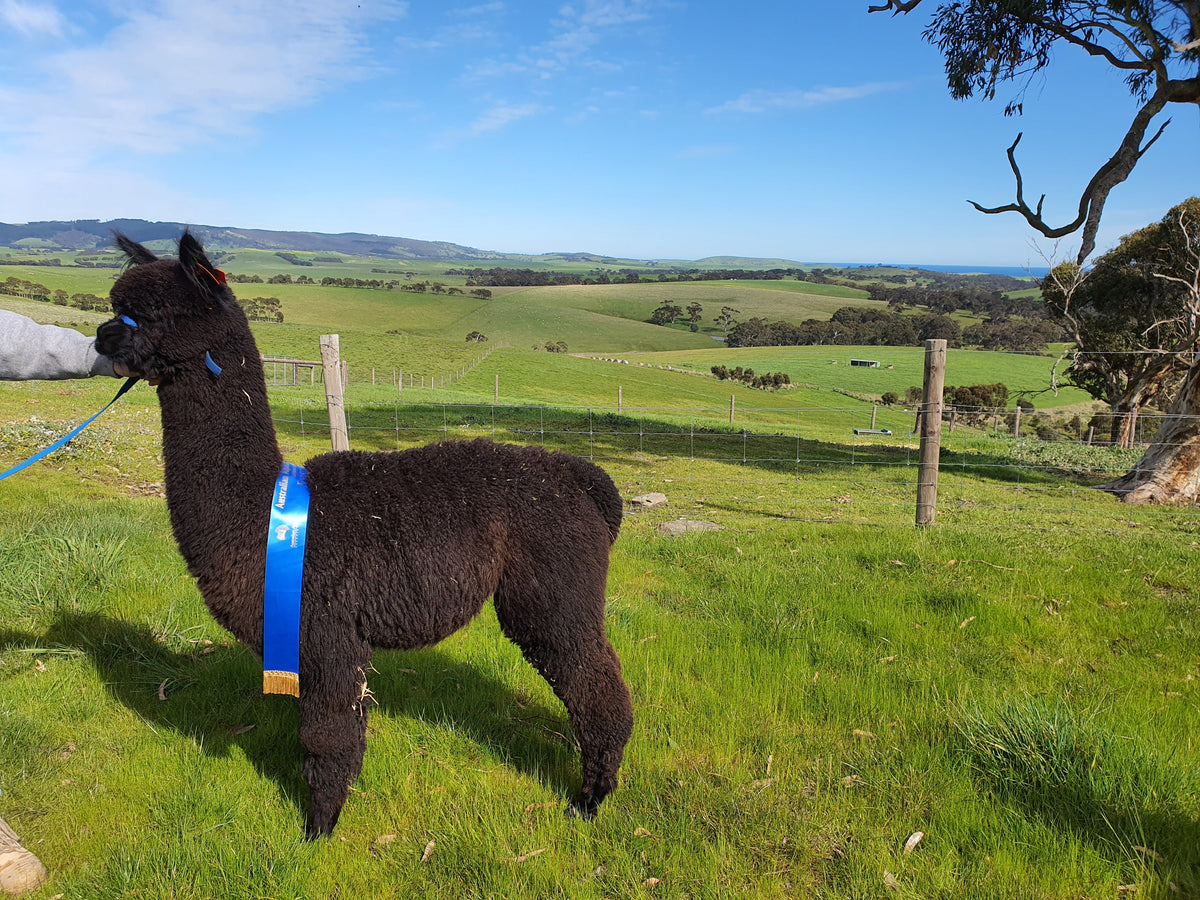 Raw black alpaca fleece from our herd at Mulgoa, skirted and ready for a hand spinner.
