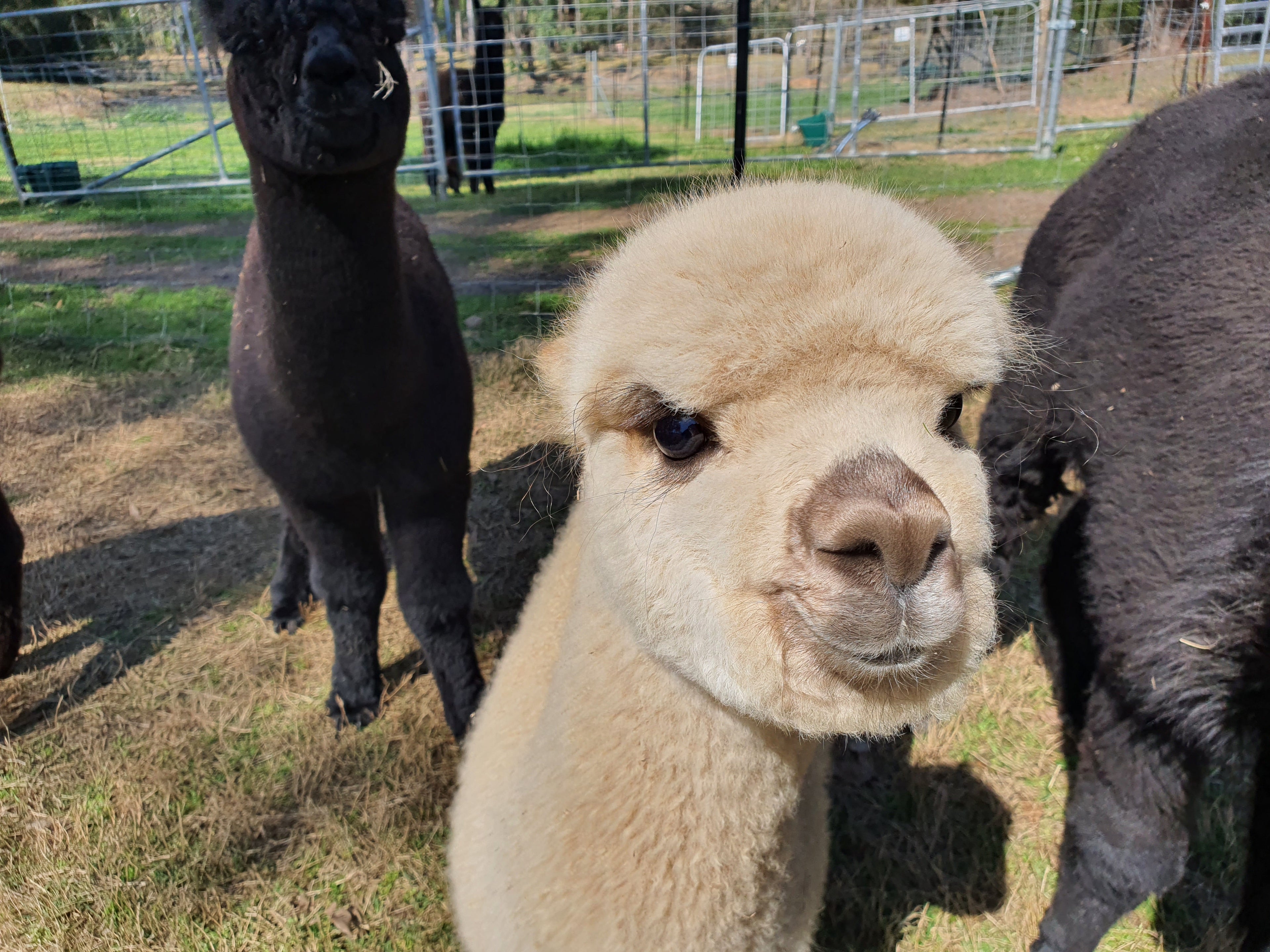 Royal Dragon's Fleece