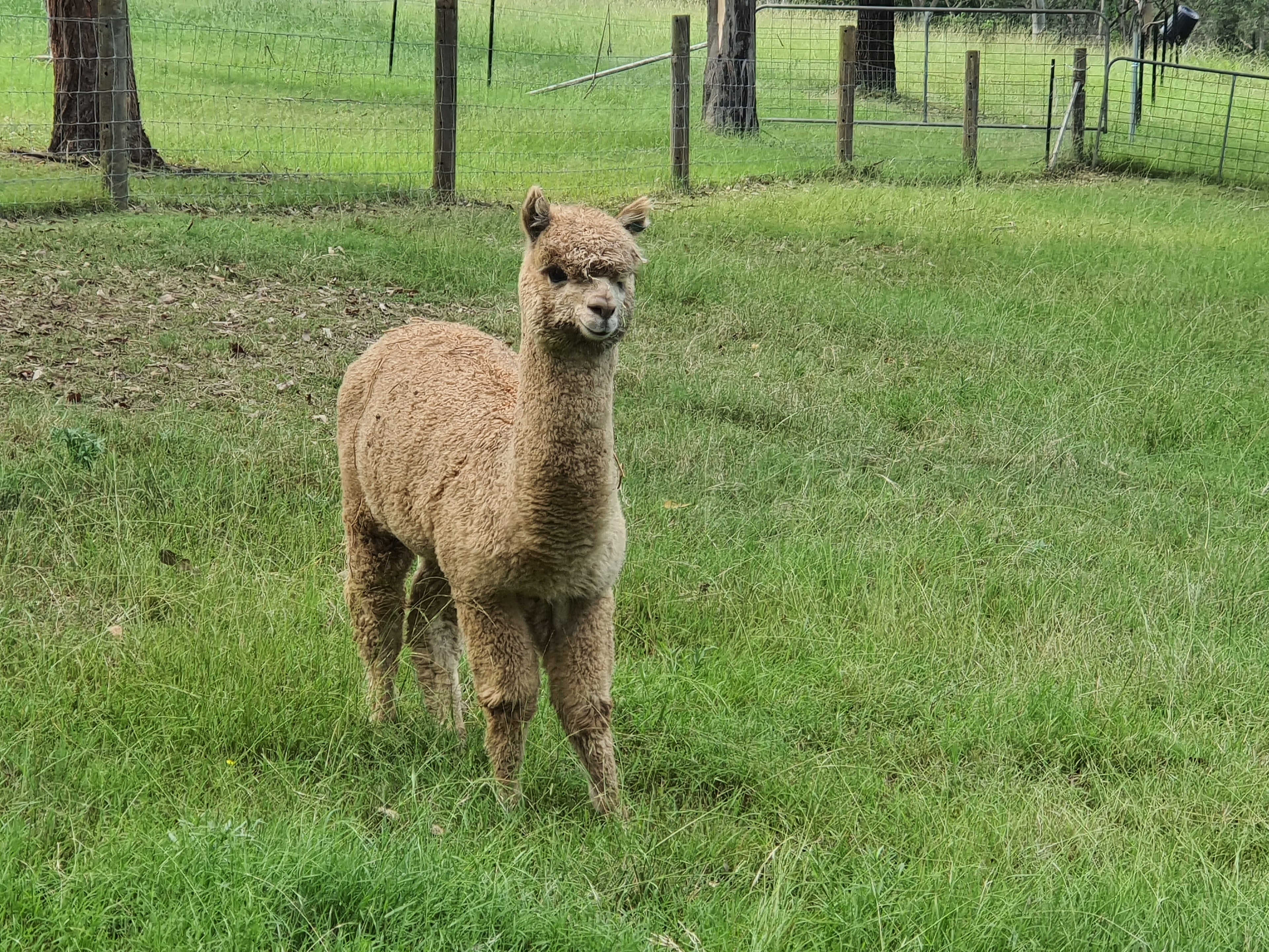 Royal Dragon's Fleece
