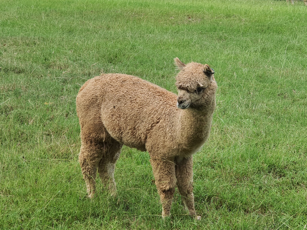 Royal Dragon's Fleece