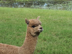 Royal Dragon's Fleece