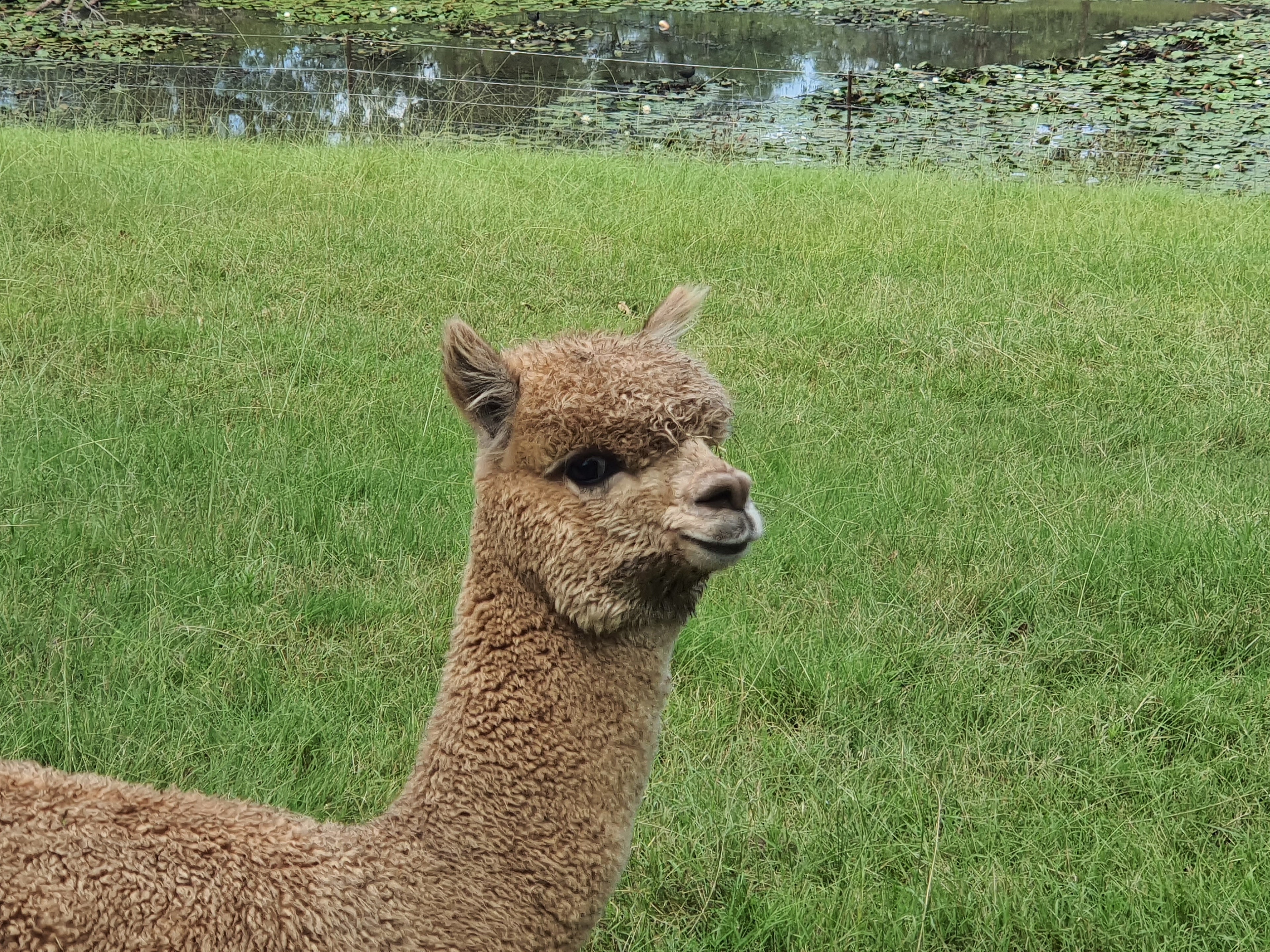 Royal Dragon's Fleece