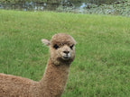 Royal Dragon's Fleece