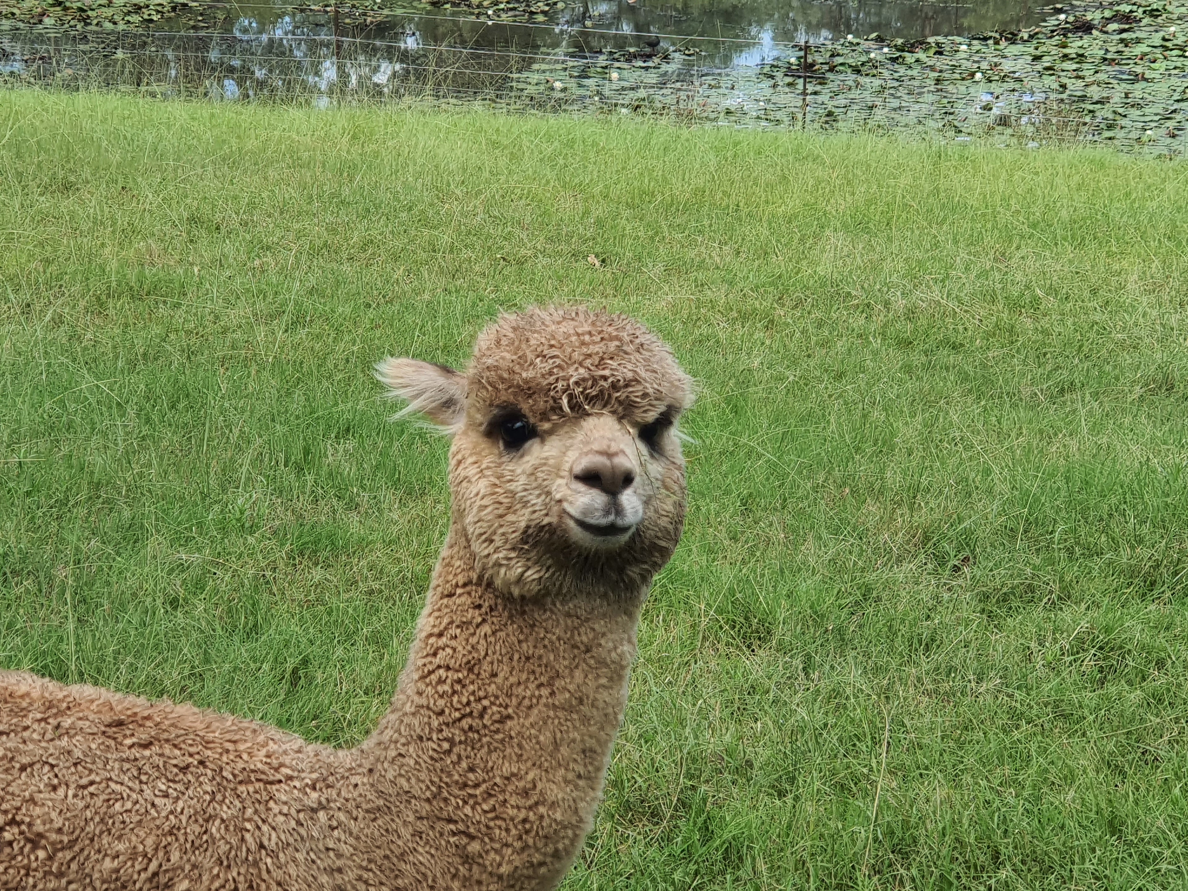 Royal Dragon's Fleece