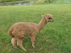 Royal Dragon's Fleece