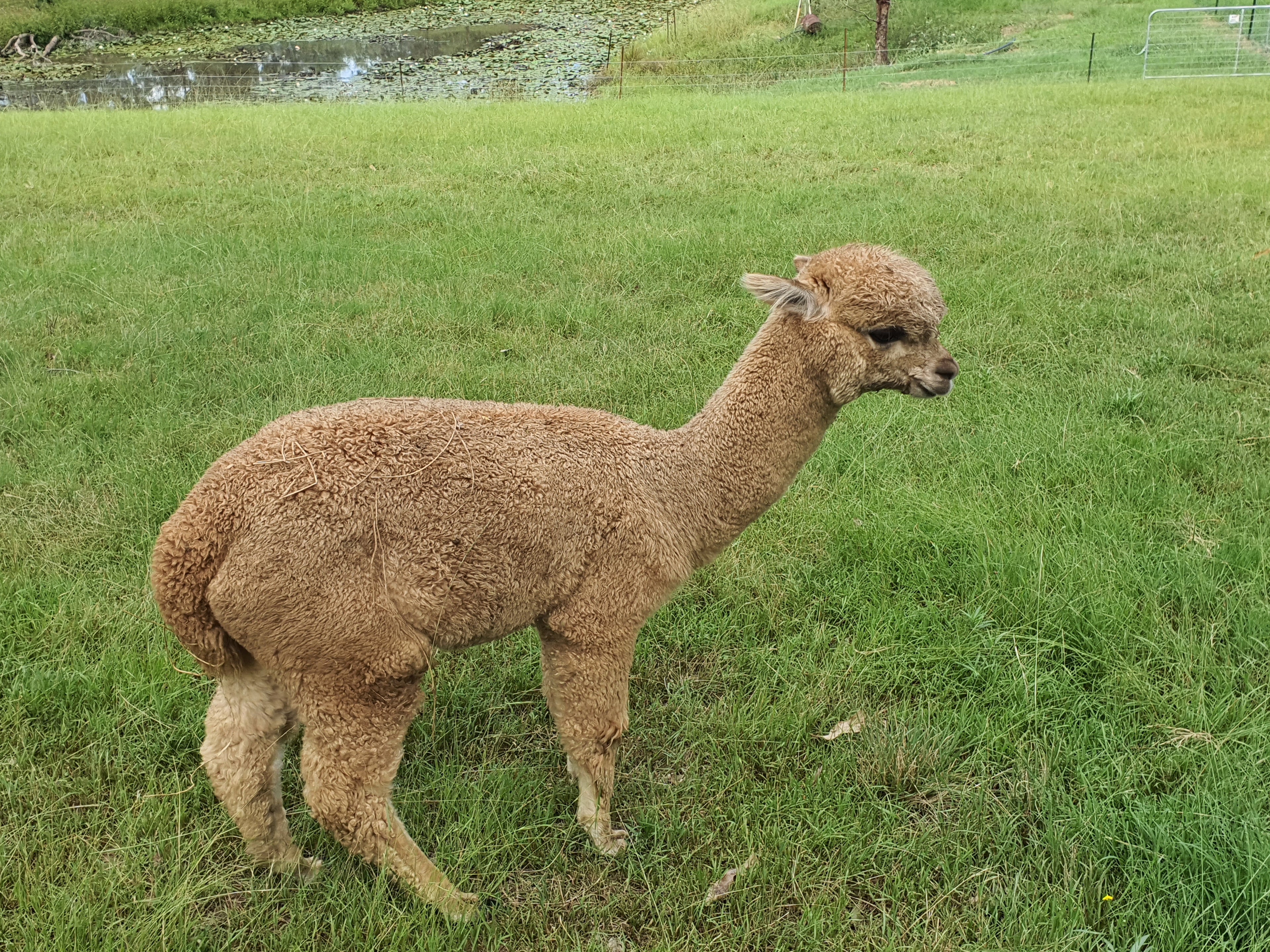 Royal Dragon's Fleece