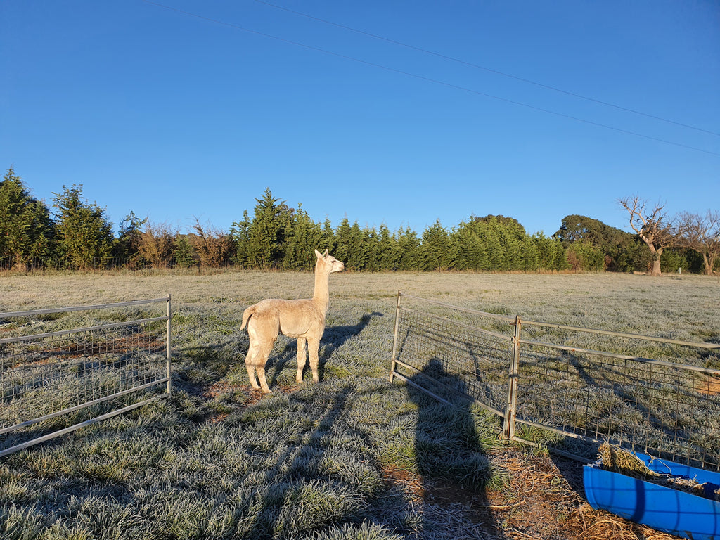 Prince Nari's Fleece