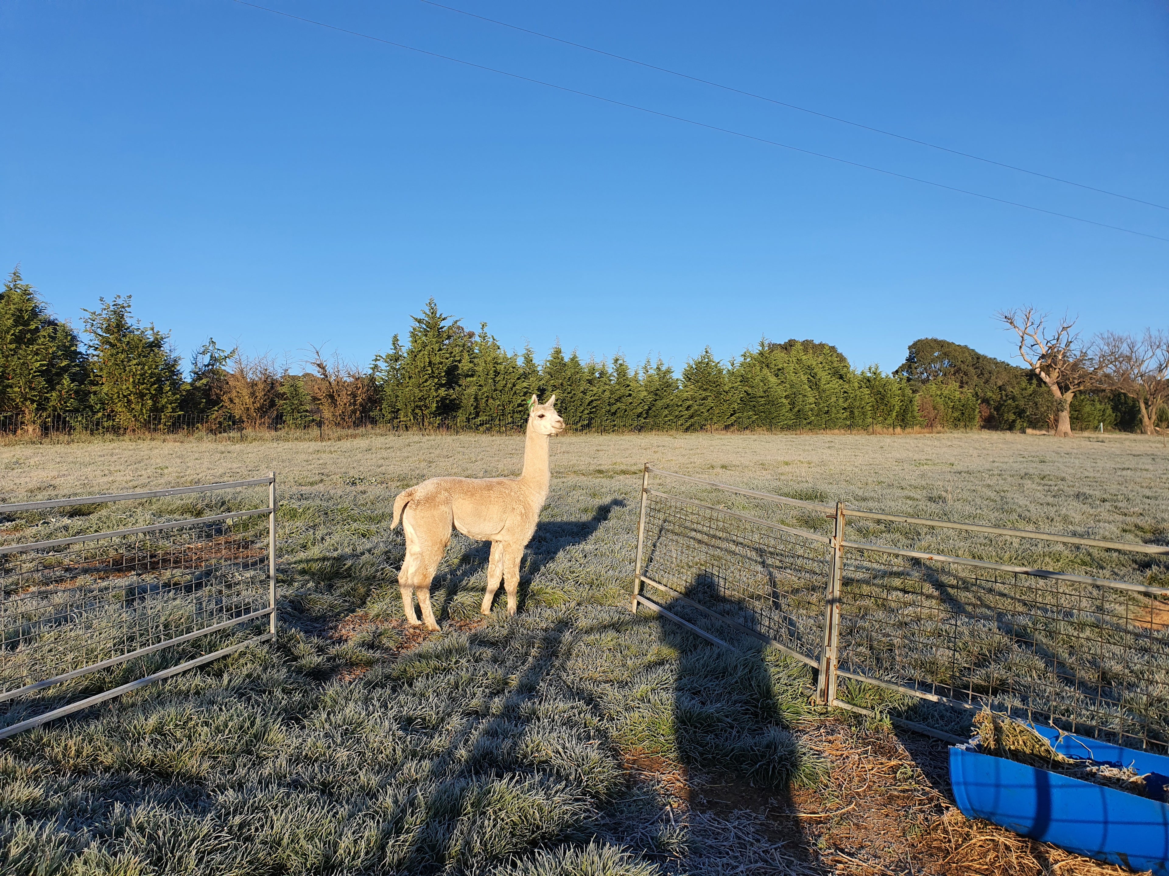 Prince Nari's Fleece