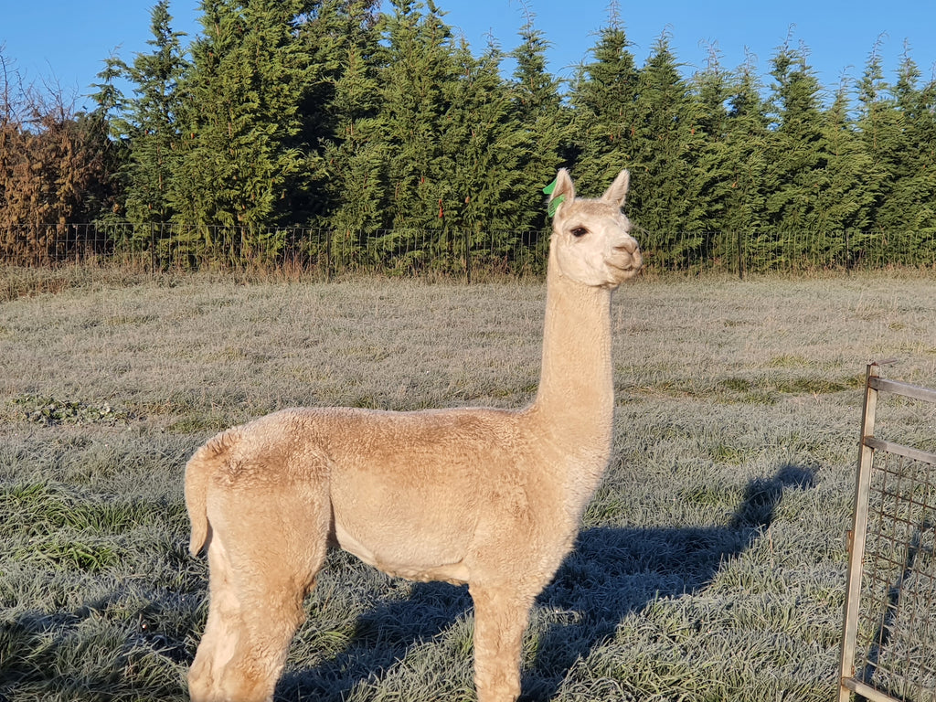 Prince Nari's Fleece