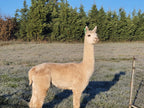 Prince Nari's Fleece