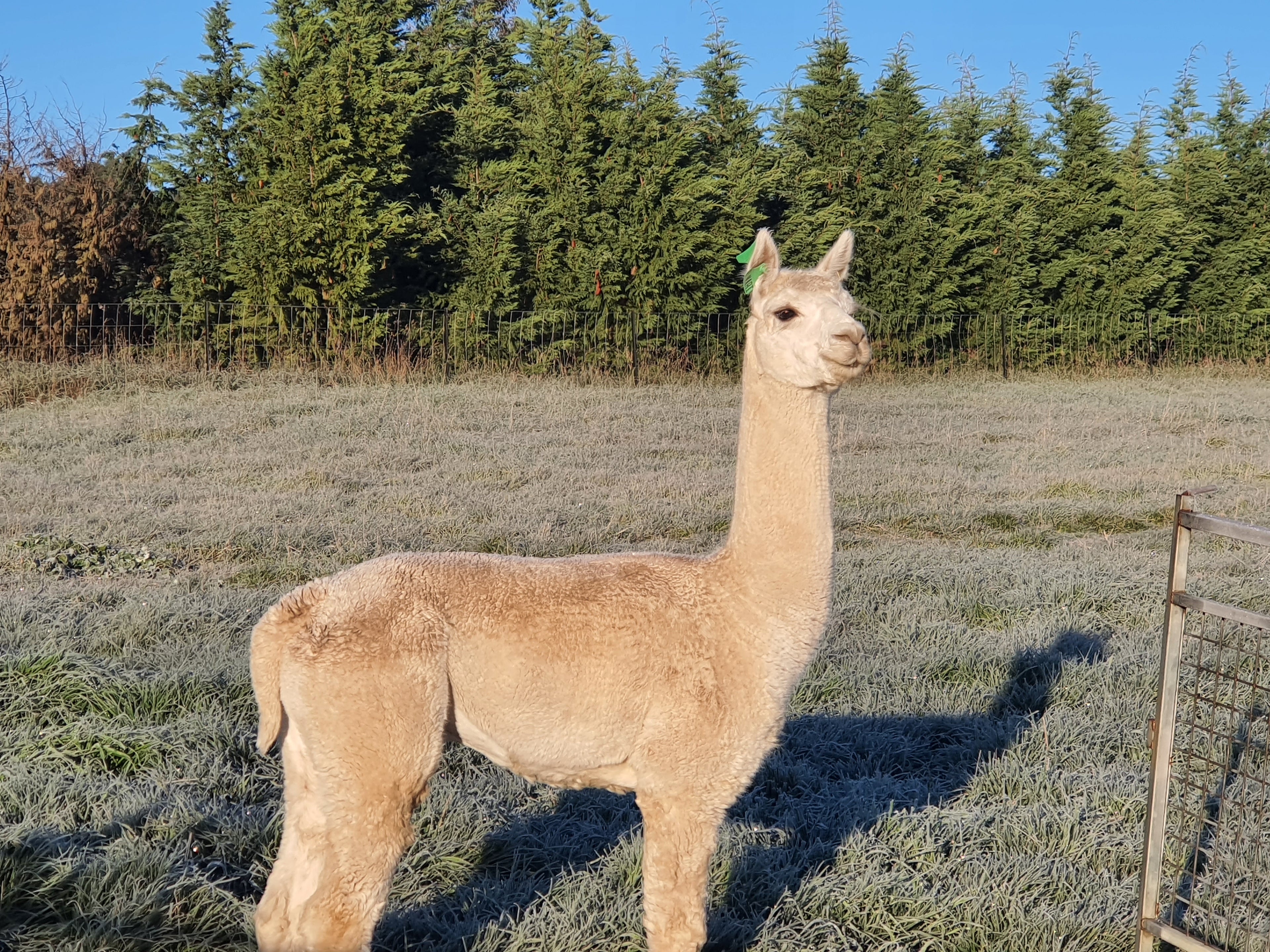 Prince Nari's Fleece