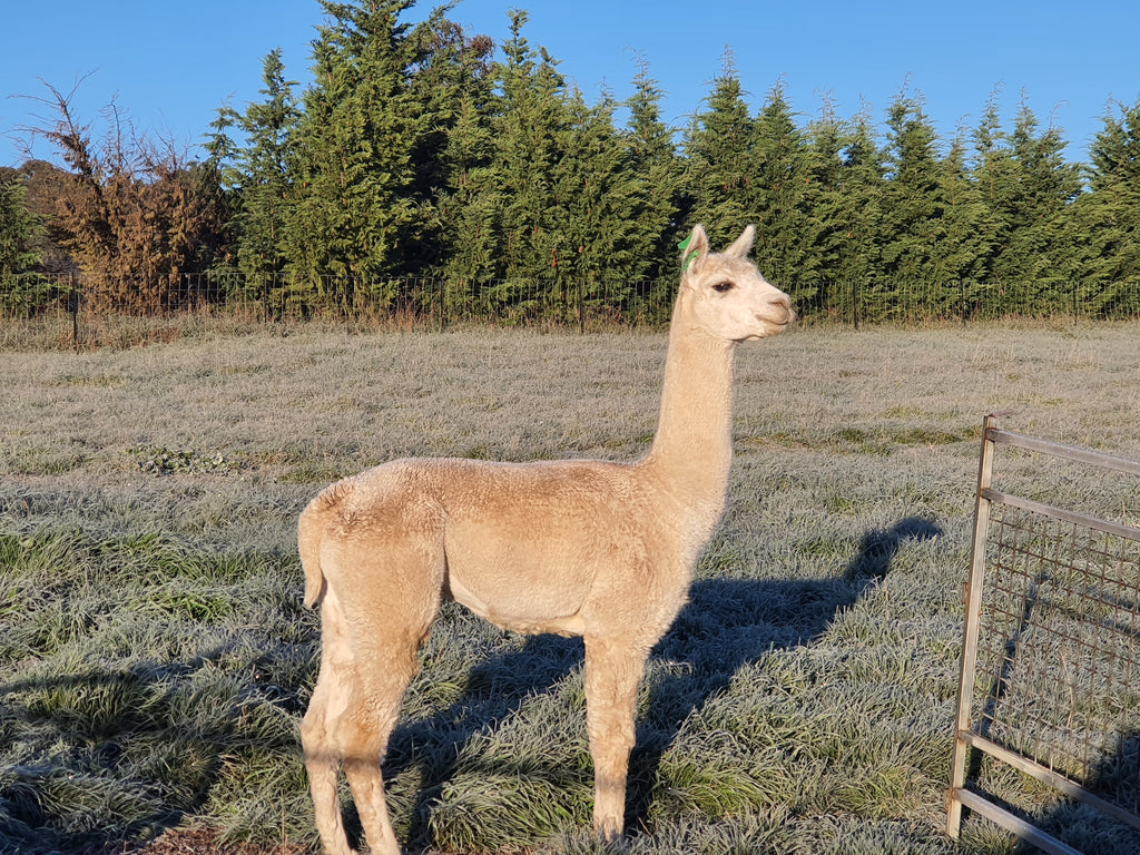 Prince Nari's Fleece