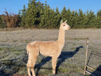 Prince Nari's Fleece