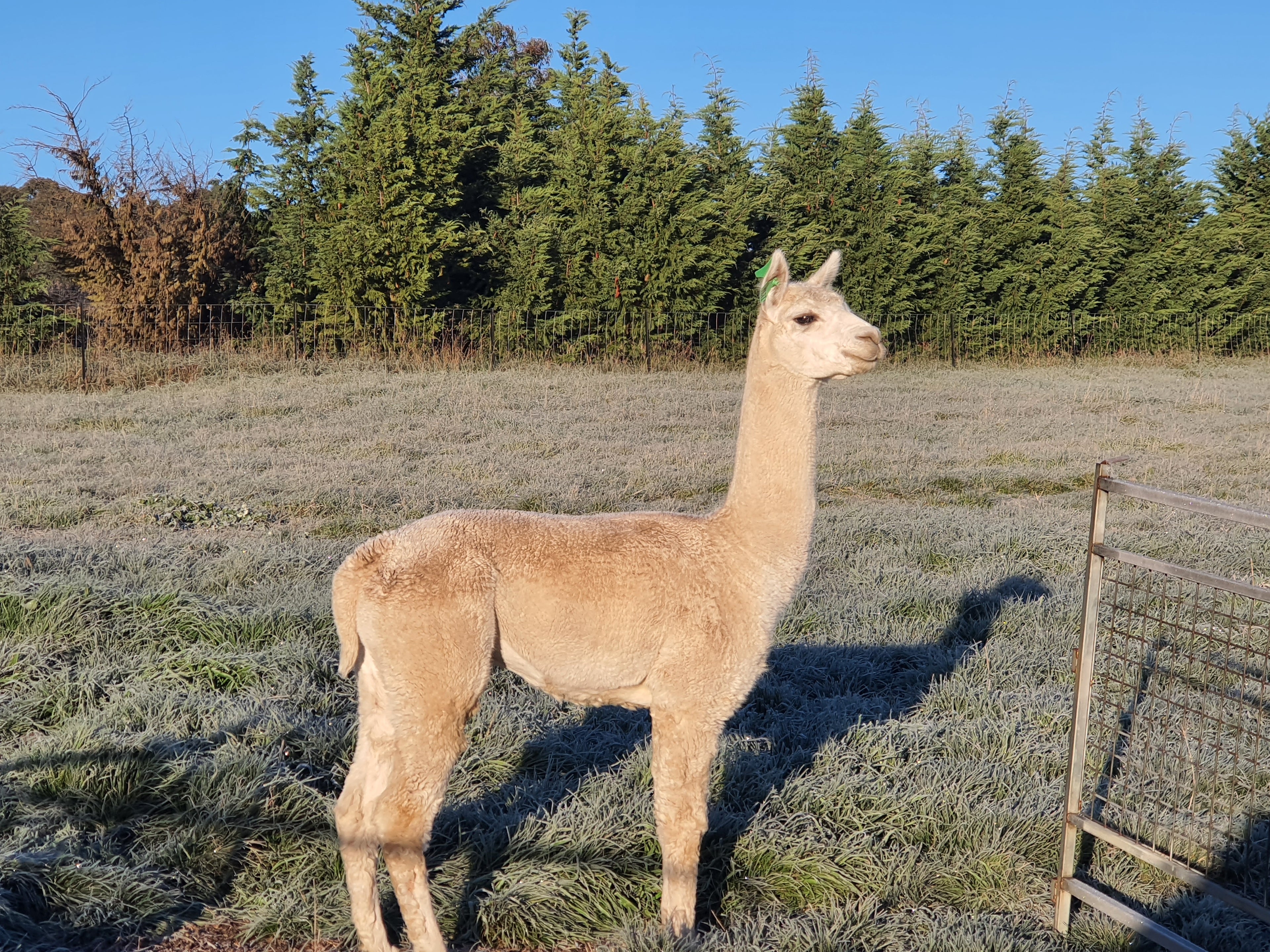 Prince Nari's Fleece