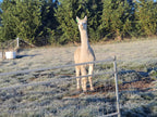 Prince Nari's Fleece
