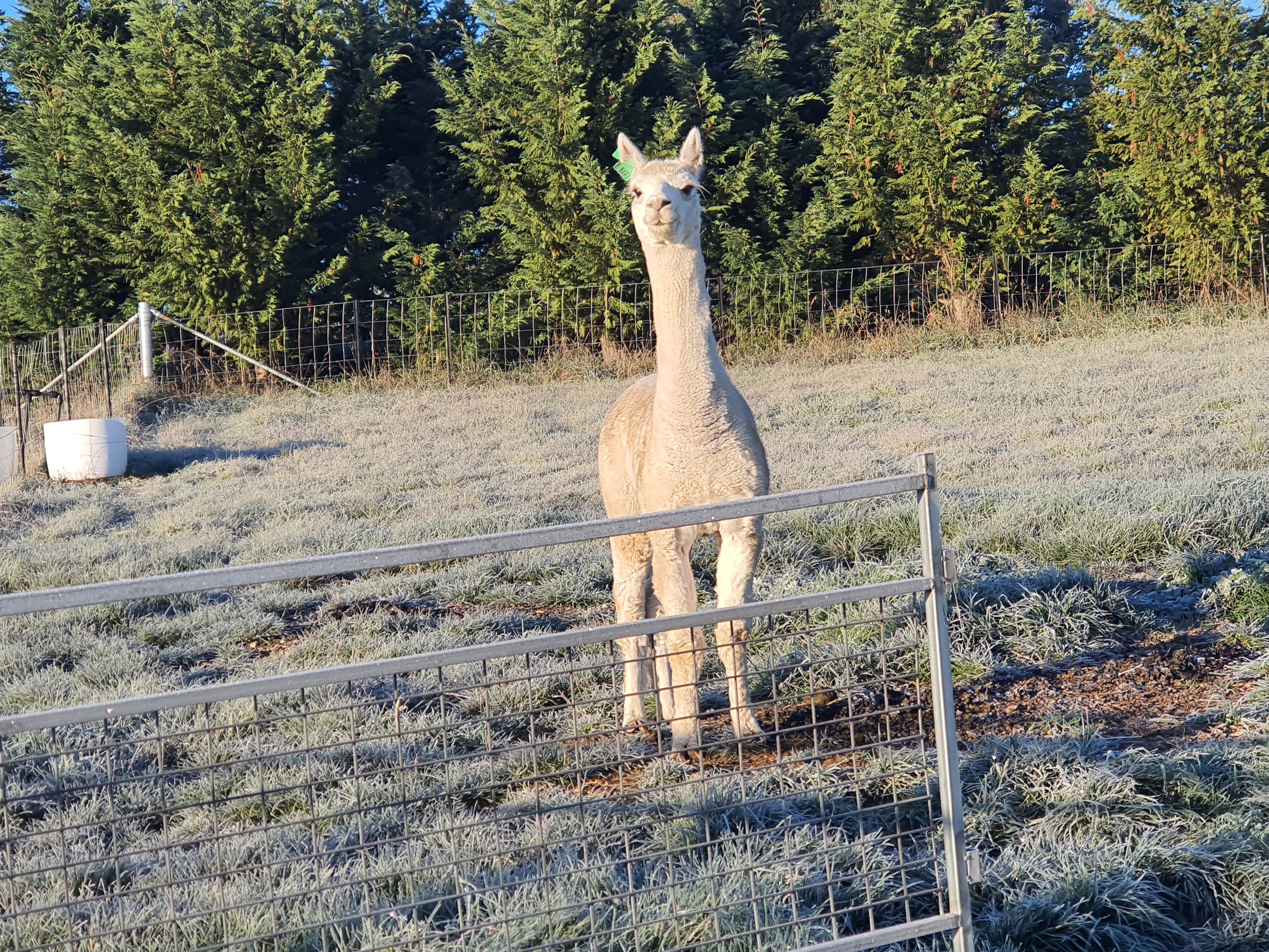 Prince Nari's Fleece