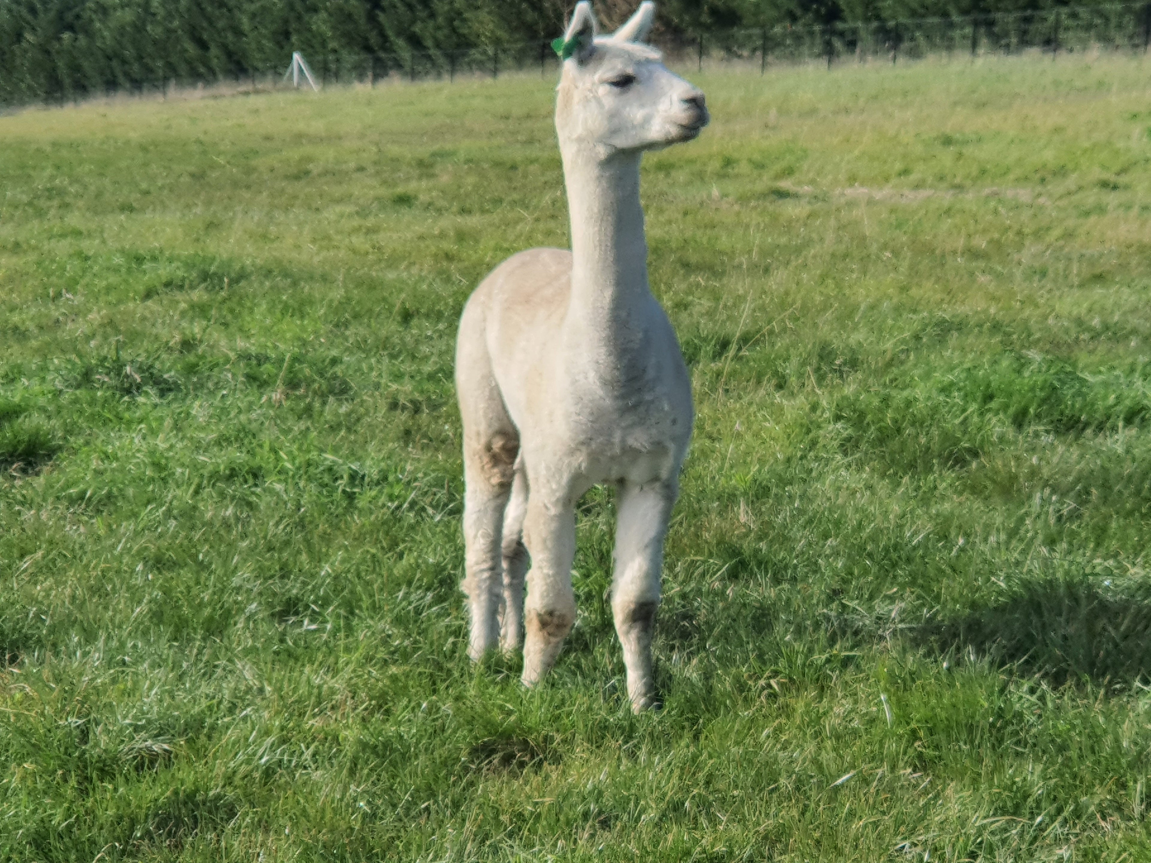 Prince Nari's Fleece
