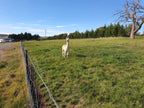 Prince Nari's Fleece
