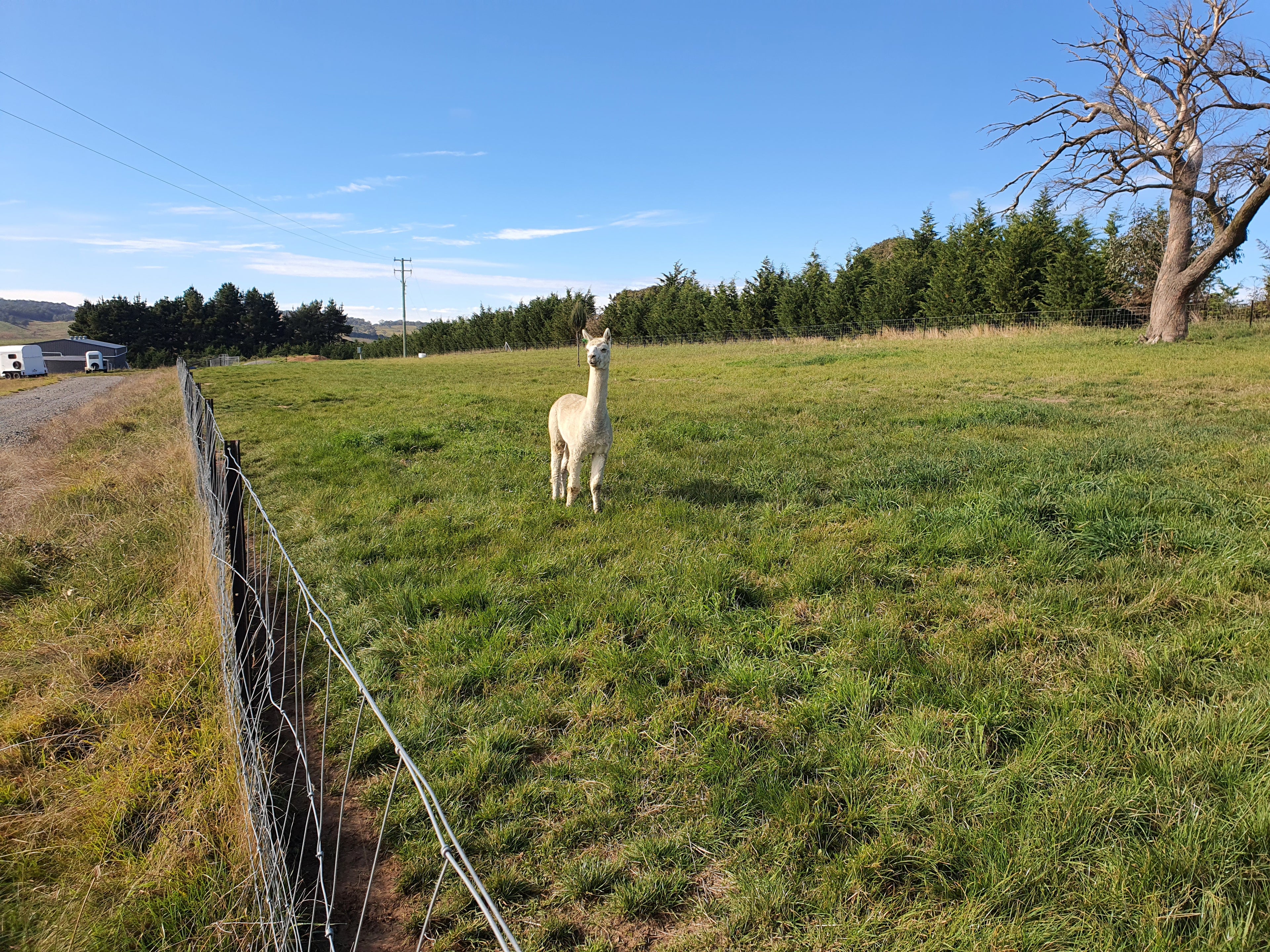 Prince Nari's Fleece
